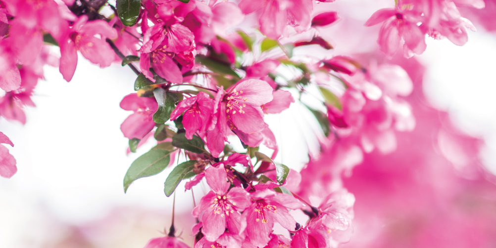 春のイメージ桜