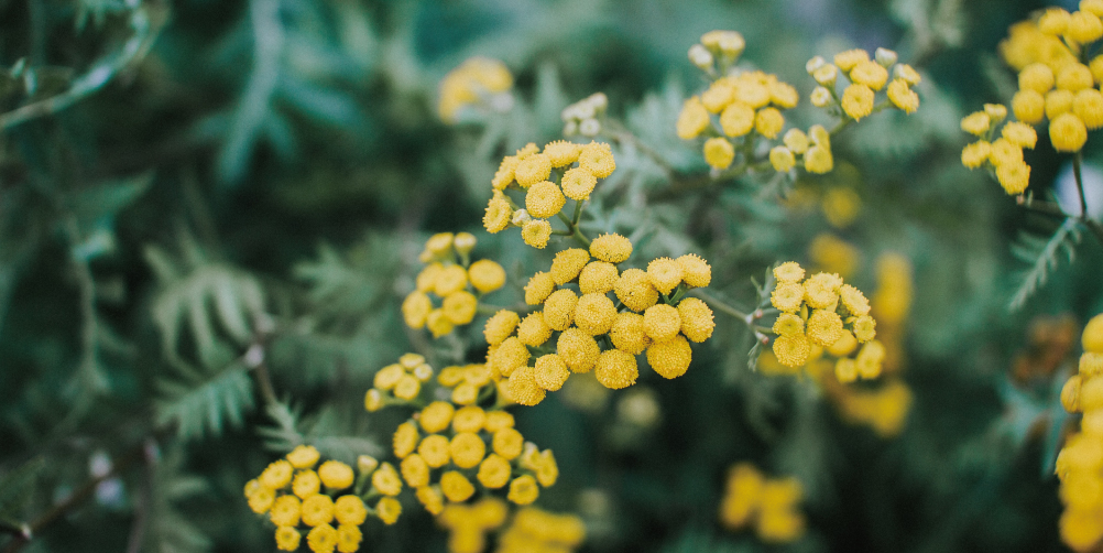 黄色い春の植物の画像