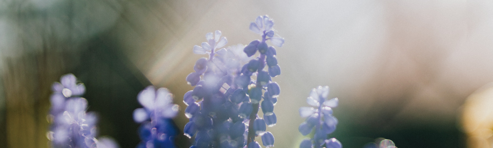 春の花の画像