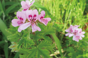 ゼラニウム