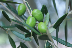 オリーブ果実油