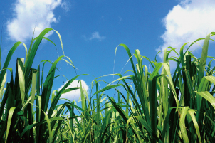 サトウキビエキス