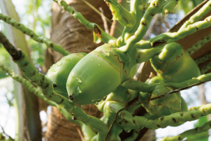 リシノレイン酸グリセリル