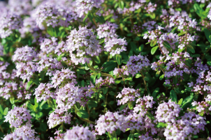 マジョラム葉エキス