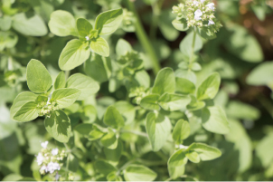ワイルドタイムエキス