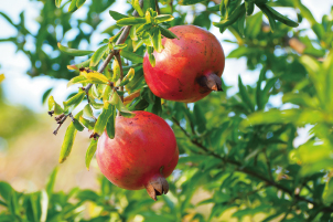 ザクロ果皮エキス
