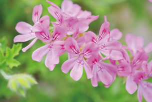 ローズゼラニウム