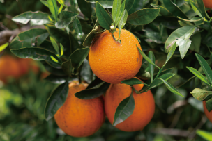 スイートオレンジ